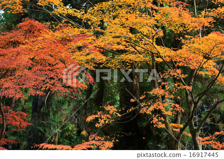 Momiji, Japanese maple in autumn season 16917445