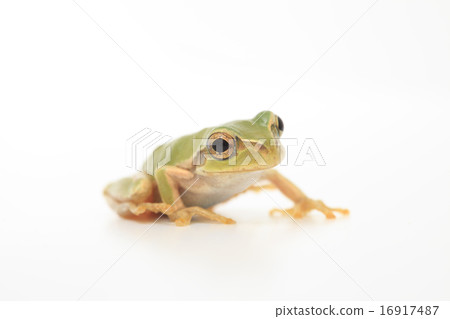 Tree frog Tree frog 16917487