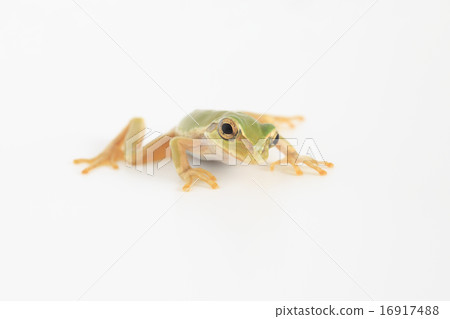 Tree frog Tree frog 16917488