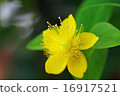 Hiperam花 16917521