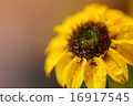 Sanbitaria 16917545