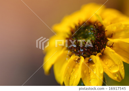 Sanbitaria Sanbitaria 16917545