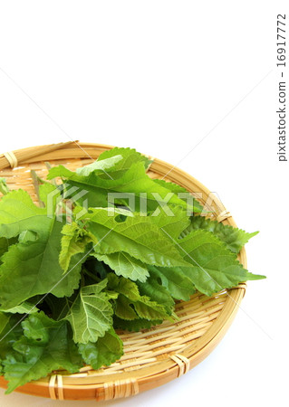 桑葉 16917772