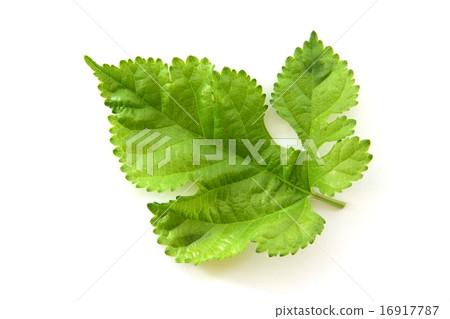 Mulberry leaves 16917787