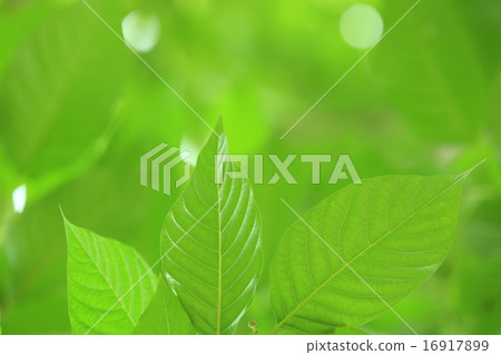 Kiki's leaves 16917899