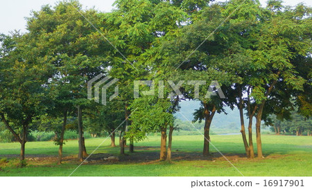 Park lawn and trees 16917901