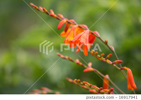 Himehigi ginsen 16917941