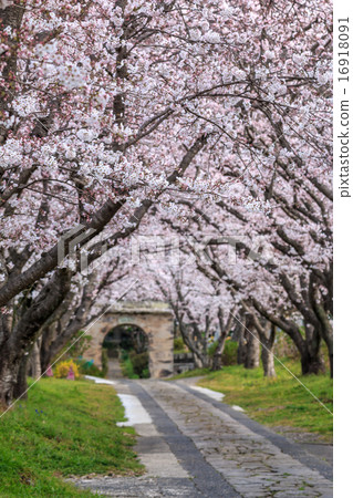 Sakura's Arch @ Takeo City Saga-shi, Saga Prefecture 16918091