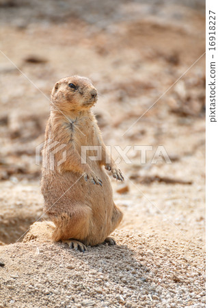 草原土撥鼠 16918227