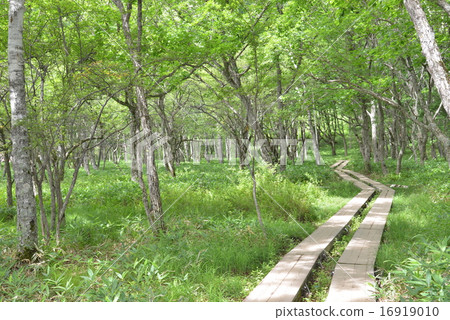 Nikko Senjohogahara Kido 16919010