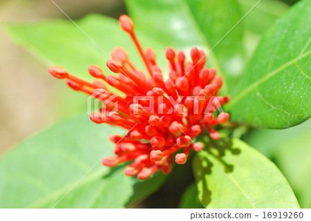 桑坦卡的芽 16919260