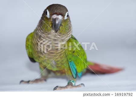 Huo Midori Akaou no Uroko parakeet Huo Midori Akaou no Uroko parakeet 16919792