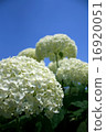 白色繡球花 16920051