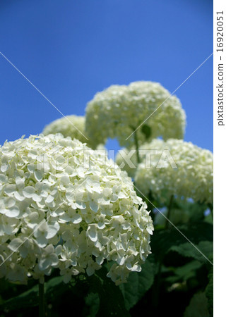 白色繡球花 16920051
