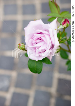 玫瑰（藍月亮） 16920053