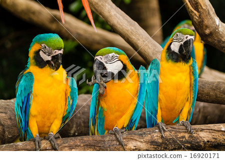 Blue-yellow macaw 16920171