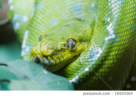 Green tree python Green tree python 16920364