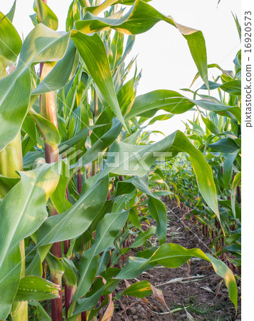 corn field, corn seed production on field in farm 16920573