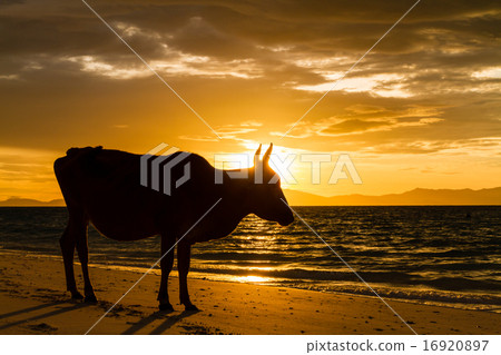 Cows on the beach Cows on the beach 16920897
