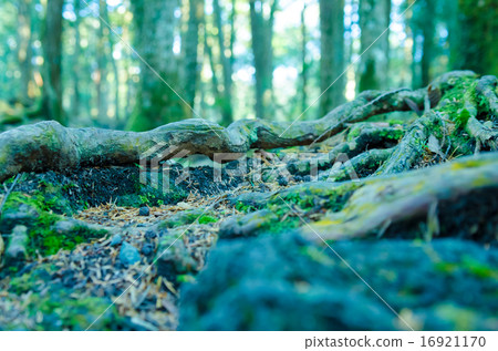 A tree A tree 16921170