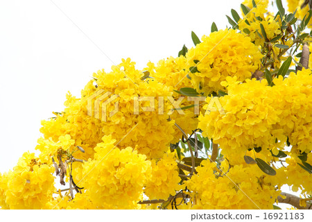 Silver trumpet tree 16921183