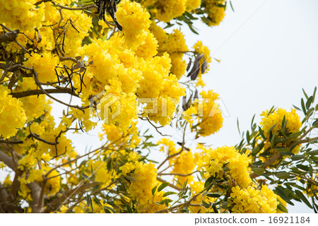 Silver trumpet tree 16921184