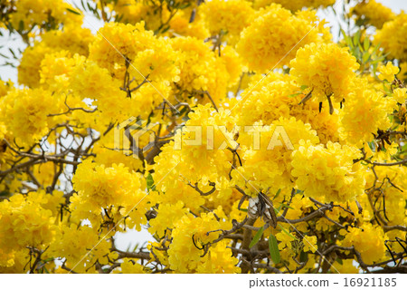 Silver trumpet tree 16921185