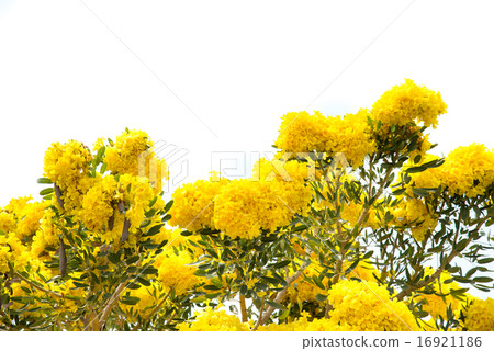 Silver trumpet tree 16921186