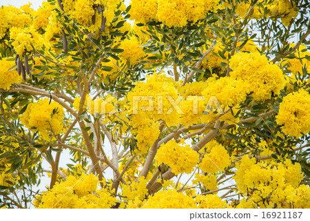 Silver trumpet tree 16921187