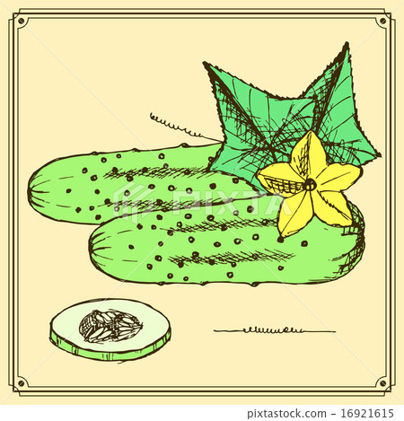 Sketch cucumbers set in vintage style 16921615