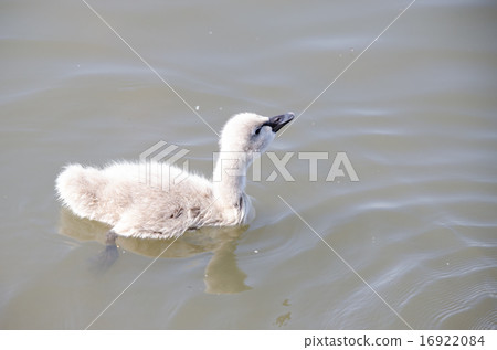 Chickpea's chick 16922084