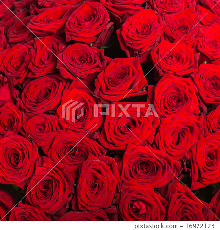 Plenty red natural roses background 16922123