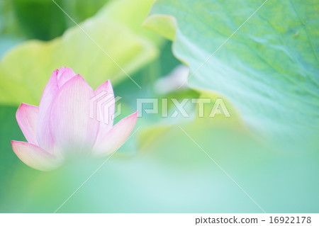 Lotus flower Lotus flower 16922178