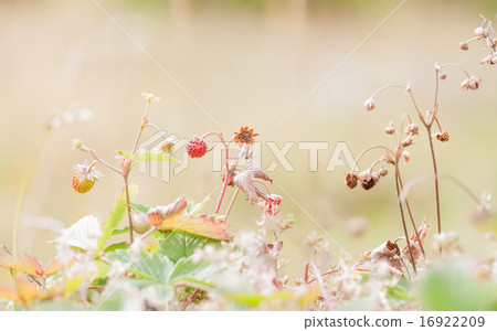 small wild strawberries in the forest 16922209