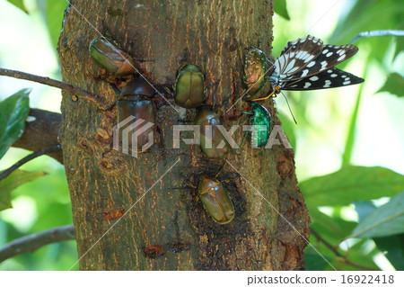 Summer insects 16922418