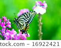 Swallowtail butterfly and monstrochium 16922421