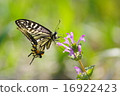 Swallowtail butterfly and gootnosa 16922423