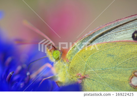 Up of the Ginkgo Up of the Ginkgo 16922425