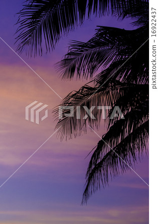 Silhouette of coconut trees with twilight sky Silhouette of coconut trees with twilight sky 16922437
