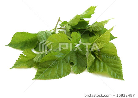 Mulberry leaves 16922497