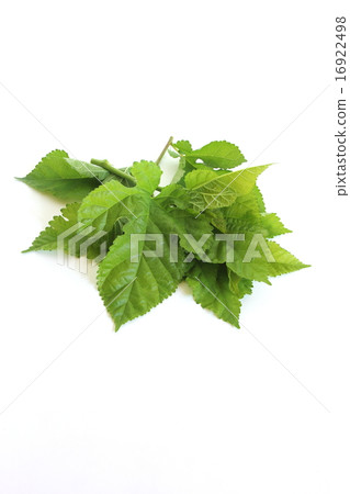 Mulberry leaves Mulberry leaves 16922498