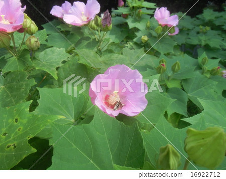 Fuyo's pink flower Fuyo's pink flower 16922712