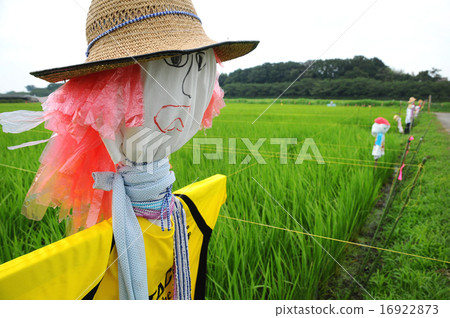 A scarecrow A scarecrow 16922873