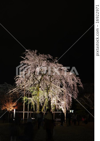 Shinshu National Treasure Matsumoto Castle Kato Kiyomasa 's piece Bridge Tsunagi cherry blossoms at night with cherry landscape Shinshu National Treasure Matsumoto Castle Kato Kiyomasa 's piece Bridge Tsunagi cherry blossoms at night with cherry landscape 16922971