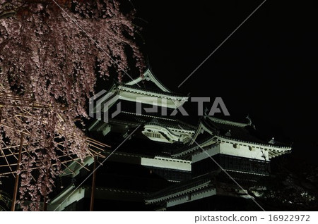 Shinshu National Treasure Matsumoto Castle Kato Kiyomasa 's piece Bridge Tsunagi cherry blossoms at night with cherry landscape Shinshu National Treasure Matsumoto Castle Kato Kiyomasa 's piece Bridge Tsunagi cherry blossoms at night with cherry landscape 16922972
