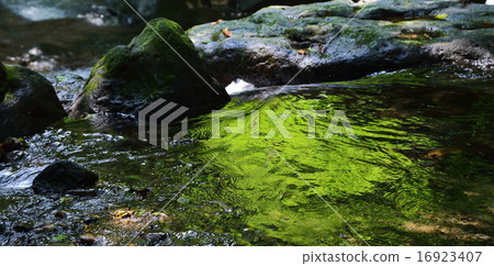 Hidari hidari Misaki of Mist 16923407