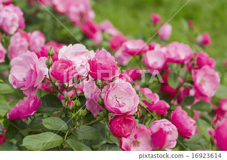 Pink rose Pink rose 16923614
