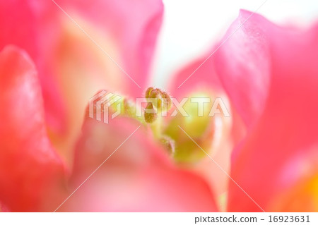 Pink goldfish grass [macro shooting] 16923631
