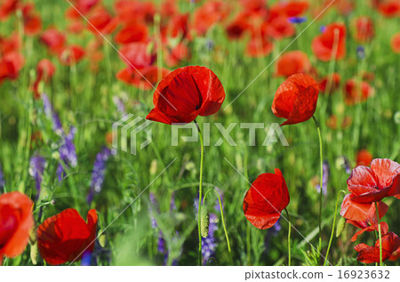 Poppy in a field Poppy in a field 16923632