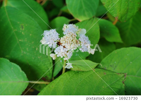 Tama Hydrangea bud Tama Hydrangea bud 16923730